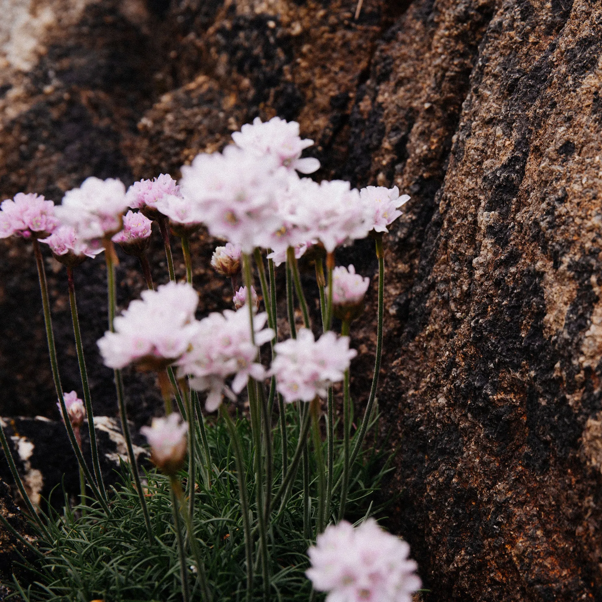 Thrift Pink Craggy Alaria Ring